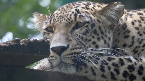 The leopard is resting. Stock Footage 121726506