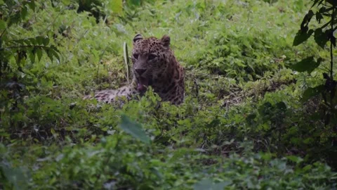 Leopard resting Stock Footage 220137768