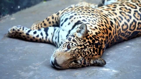 Leopard Resting  Stock Footage 288647769