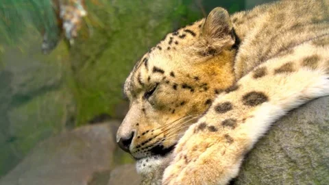 Leopard Resting  Stock Footage 288647951