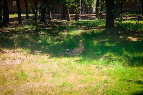 Leopard Resting in a Forest Clearing Stock Photos