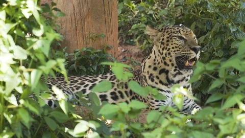 Leopard resting in the forest. Stock Footage 97891885