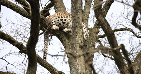A leopard is resting in the forest Stock Footage 172373441