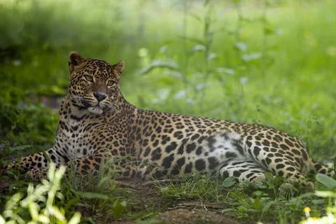 A leopard is resting in the forest Stock Photos