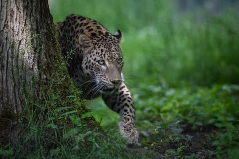 A leopard is resting in the forest Stock Photos
