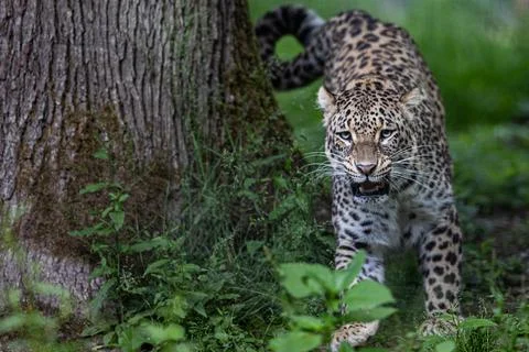 A leopard is resting in the forest Stock Photos