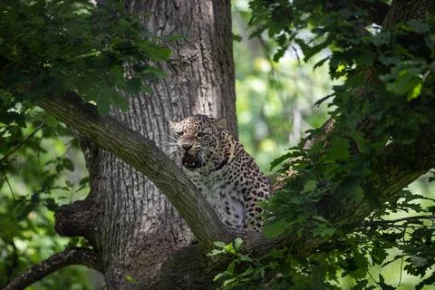 A leopard is resting in the forest Foto stock