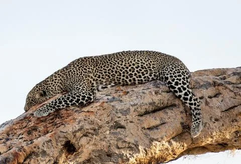 A Leopard Resting Gracefully on a Broad Tree Branch in its Natural Habitat in Stock Photos