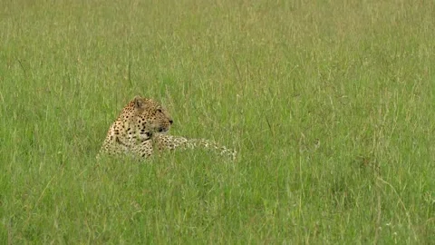 Leopard resting in grass Stock Footage 134109406
