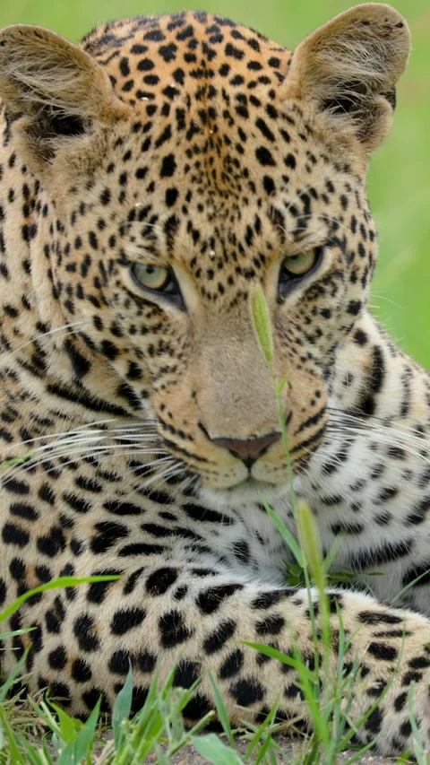 Leopard Resting in Grass Looking Directly at Camera Stock Footage 338525614