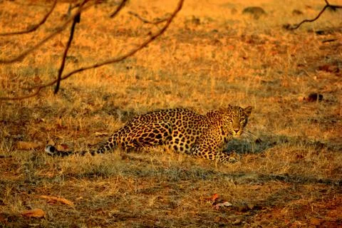 Leopard resting on grass on a sunny day at Gir National Park Stock Photos