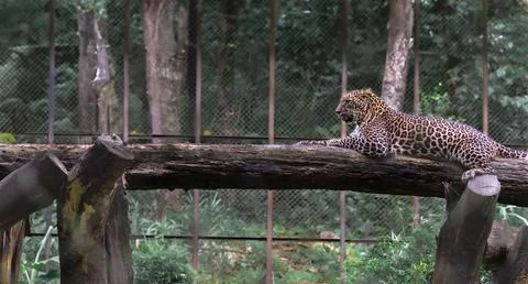 Leopard resting on a log against a black background Stock Photos