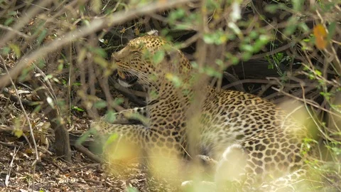 Leopard resting in Masai Mara Stock Footage 87476070