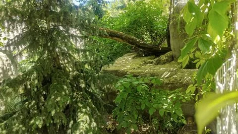 Leopard resting on mossy rocks in a lush green forest habitat Stock Photos