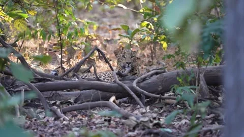 Leopard resting near a fallen tree in Pench national park Stock Footage 297465128