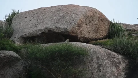 Leopard resting outside her cave in the evening in Jawai national park Stock Footage 282442463