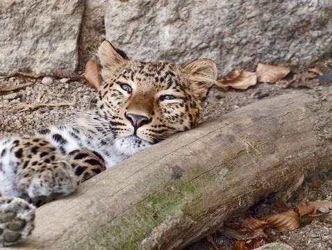 Leopard resting peacefully. Relaxed leopard with gentle expression lying on.. 写真素材