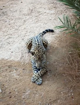 Leopard resting Stock Photos