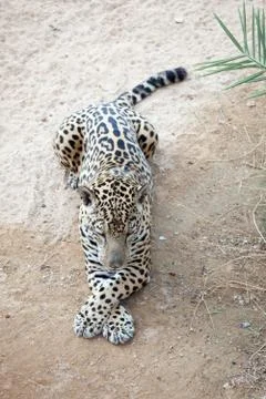 Leopard resting Stock Photos