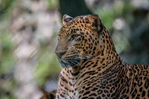 Leopard resting Stock Photos