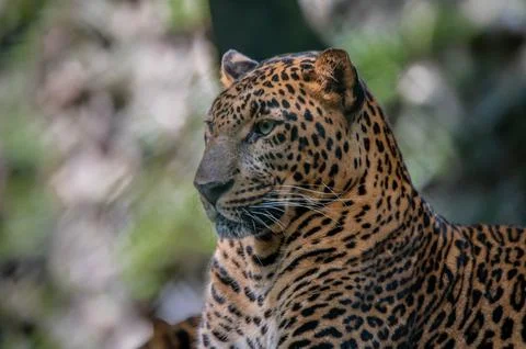 Leopard resting Stock Photos