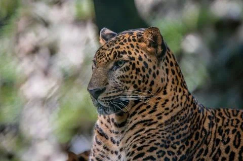 Leopard resting Stock Photos