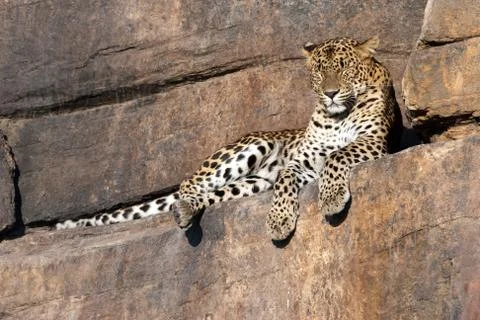 Leopard resting on a rock Stock Photos