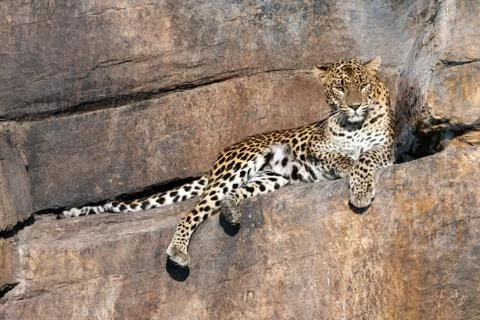 Leopard resting on a rock Stock Photos