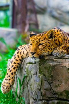 Leopard resting on a rock Foto stock