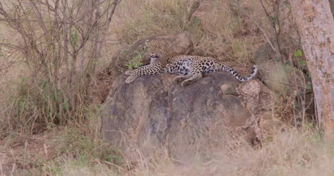 A Leopard resting on a rock under a tree at midday Stock Footage 310968290