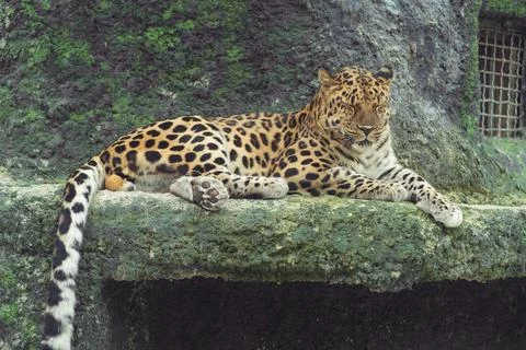 Leopard resting on a rocky surface in a natural habitat, showcasing distinctive Stock Photos