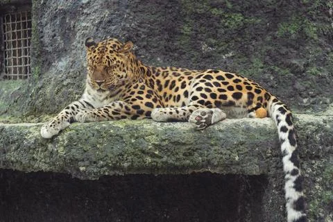 Leopard resting on a rocky surface, showcasing distinctive coat patterns and a Stock Photos