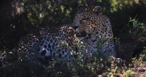 A leopard is resting in the savannah Stock Footage 172551025