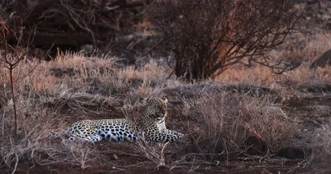 A leopard is resting in the savannah Stock Footage 209171110