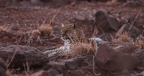 A leopard is resting in the savannah Stock Footage 224939009