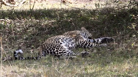 Leopard resting in the shade of a tree close up. Kenya, Africa Video stock 296329777