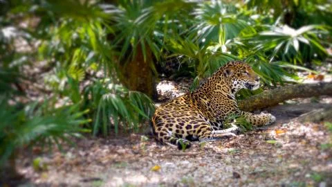 Leopard resting in the shade of trees and bushes Stock Photos