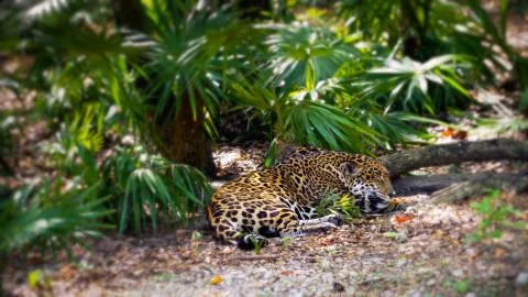 Leopard resting in the shade of trees and bushes Stock Photos