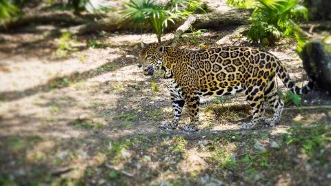 Leopard resting in the shade of trees and bushes Stock Photos