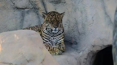 Leopard resting on a stone Stock Photos