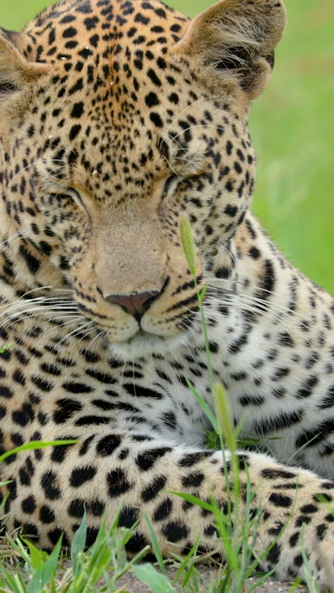 Leopard Resting in Tall Grass in Kruger National Park Stock Footage 339769360