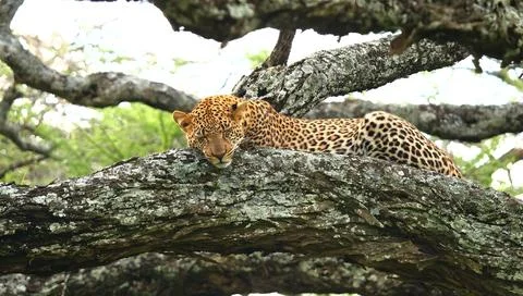 Leopard resting on a thick, moss-covered tree branch in a natural outdoor s.. 스톡 사진