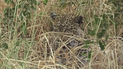 Leopard resting — tight face detail to slow wider reveal — Part 3 Stock Footage 320790401
