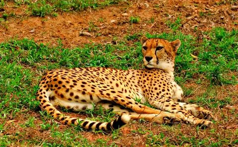 Leopard resting in a tree and moving through the grass in the wild Stock Photos