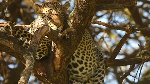 Leopard Resting on Tree Branch Close Up Portrait in African Safari Wildlife 库存影片 311025127