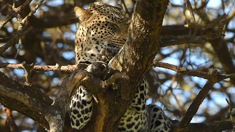 Leopard Resting on Tree Branch Close Up Portrait in African Safari Wildlife Stock Footage 311025176