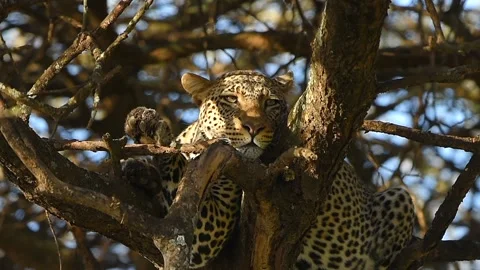 Leopard Resting on Tree Branch Close Up Portrait in African Safari Wildlife Stock Footage 311025255