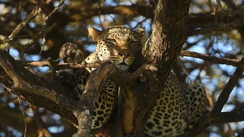 Leopard Resting on Tree Branch Close Up Portrait in African Safari Wildlife Stockbeeldmateriaal 311025355