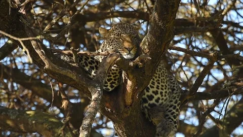 Leopard Resting on Tree Branch Close Up Portrait in African Safari Wildlife Stockbeeldmateriaal 311025399
