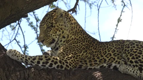 Leopard Resting on Tree Branch Close Up Portrait in African Safari Wildlife Video stock 311638135